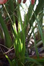 Load image into Gallery viewer, Lucy